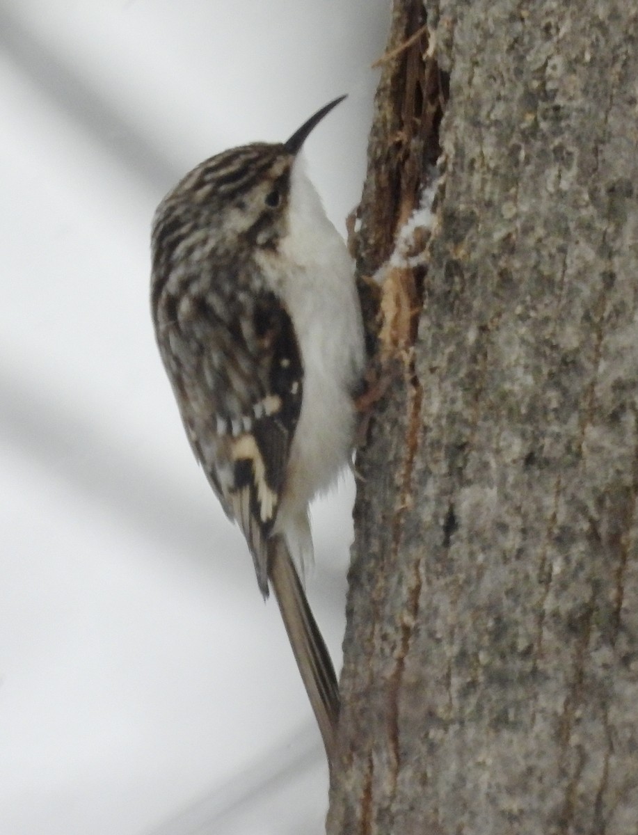 Brown Creeper - ML529594281