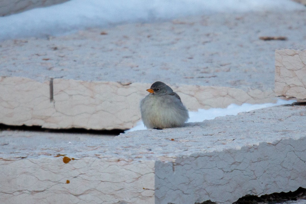 White-winged Snowfinch - ML529595171