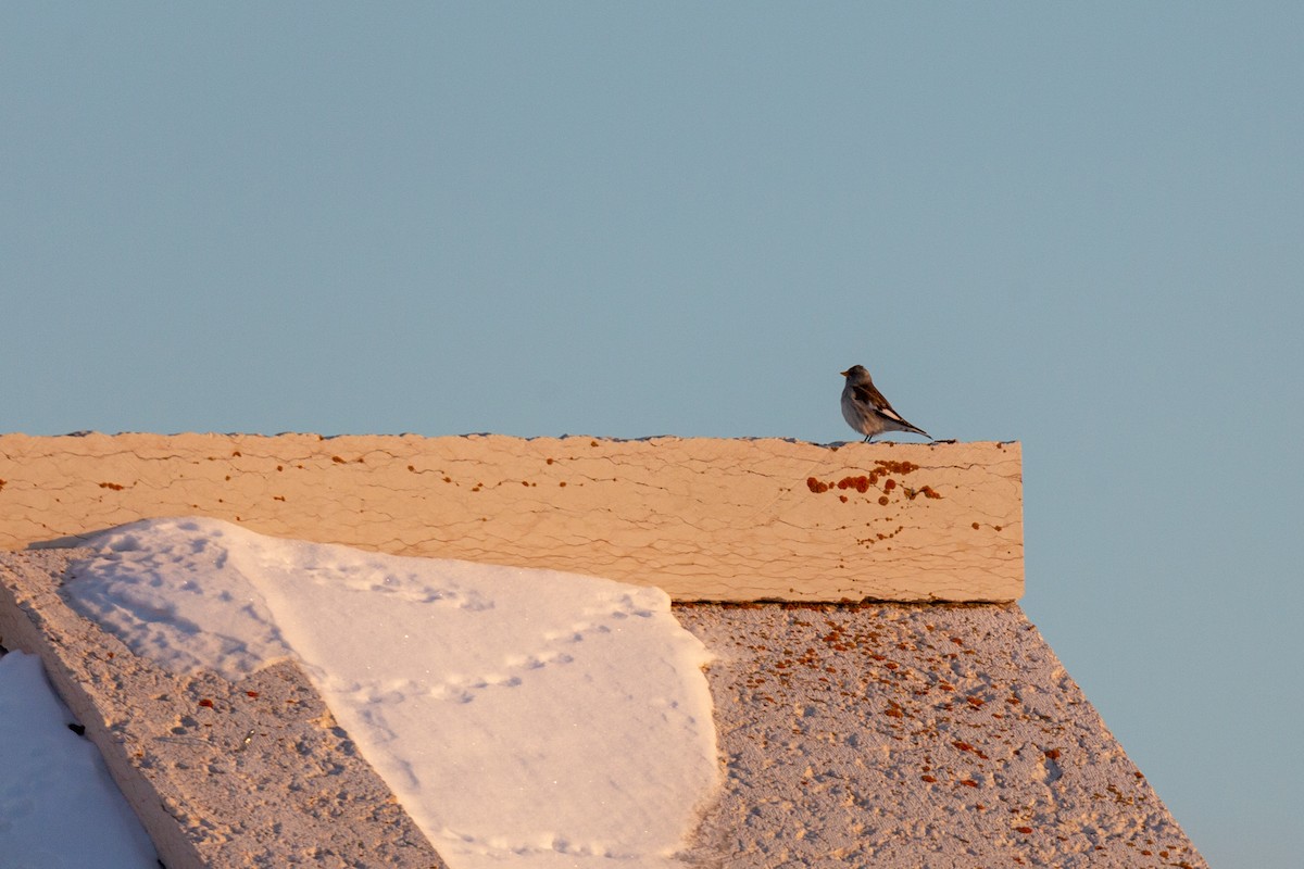 White-winged Snowfinch - ML529595191