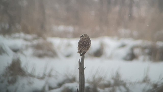 Short-eared Owl - ML529595351