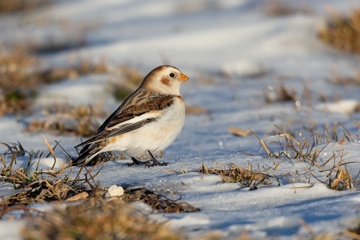 Snow Bunting - ML529596021