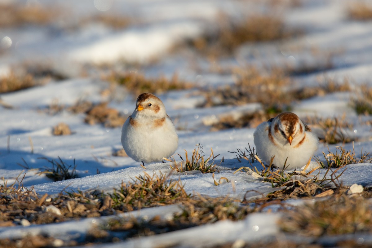 Snow Bunting - ML529596031