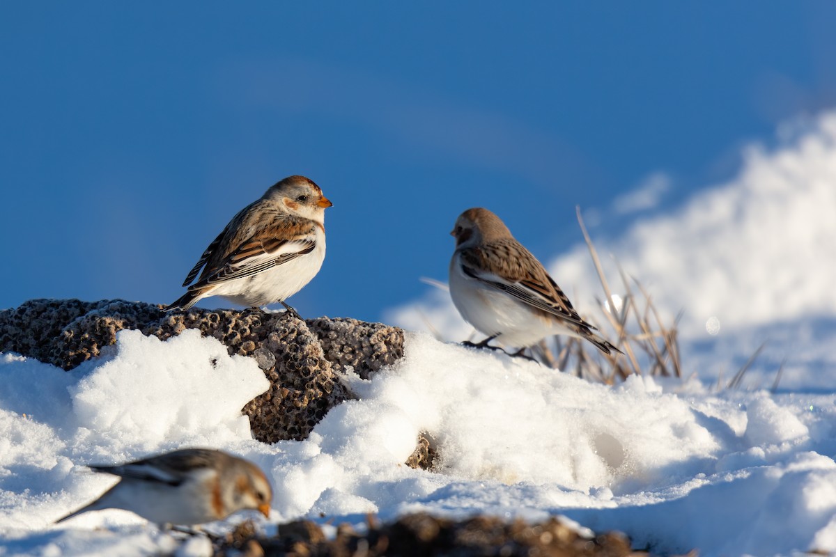 Snow Bunting - Simone Stefanetti