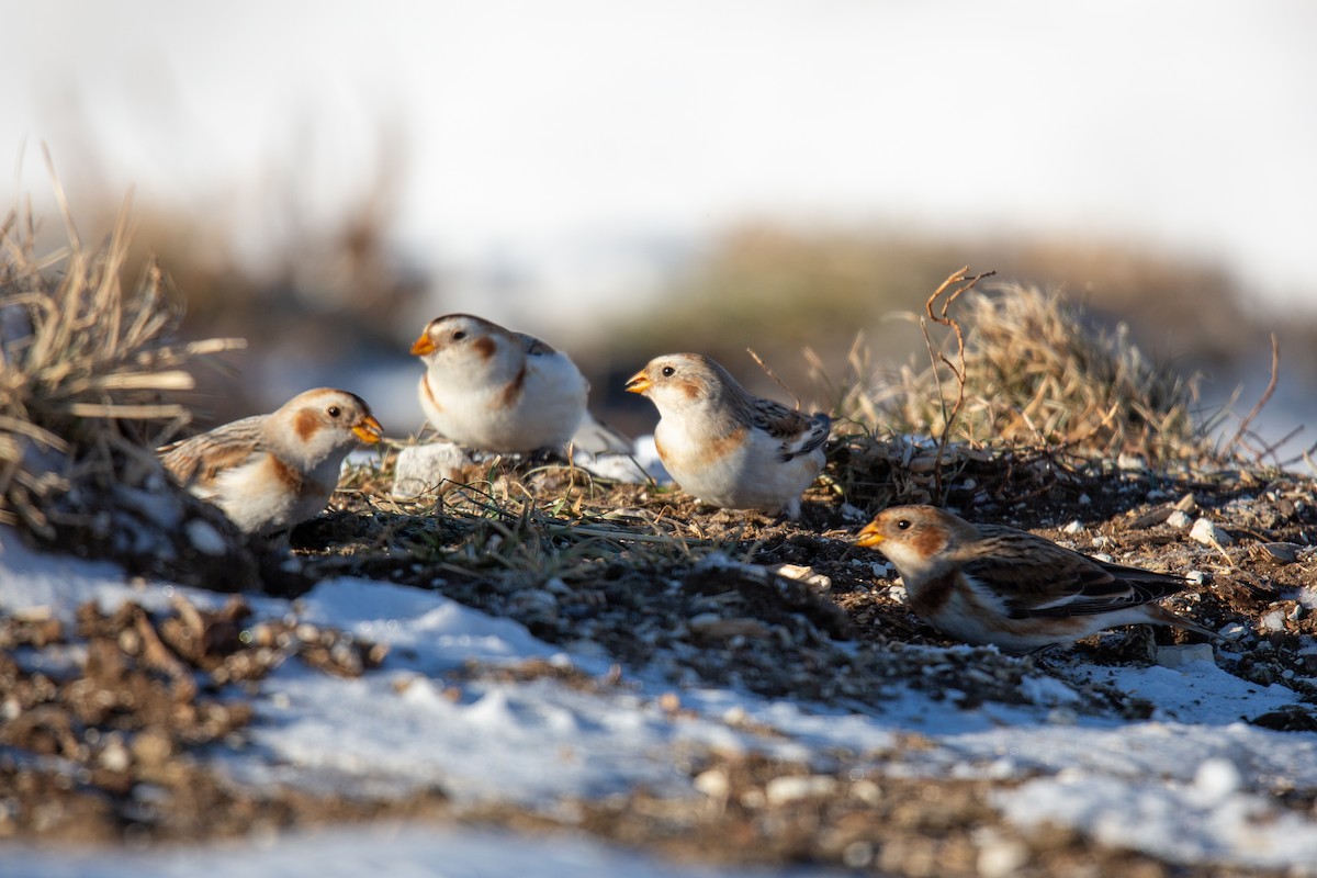 Snow Bunting - ML529596051