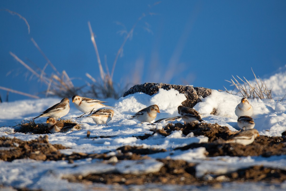 Snow Bunting - ML529596061