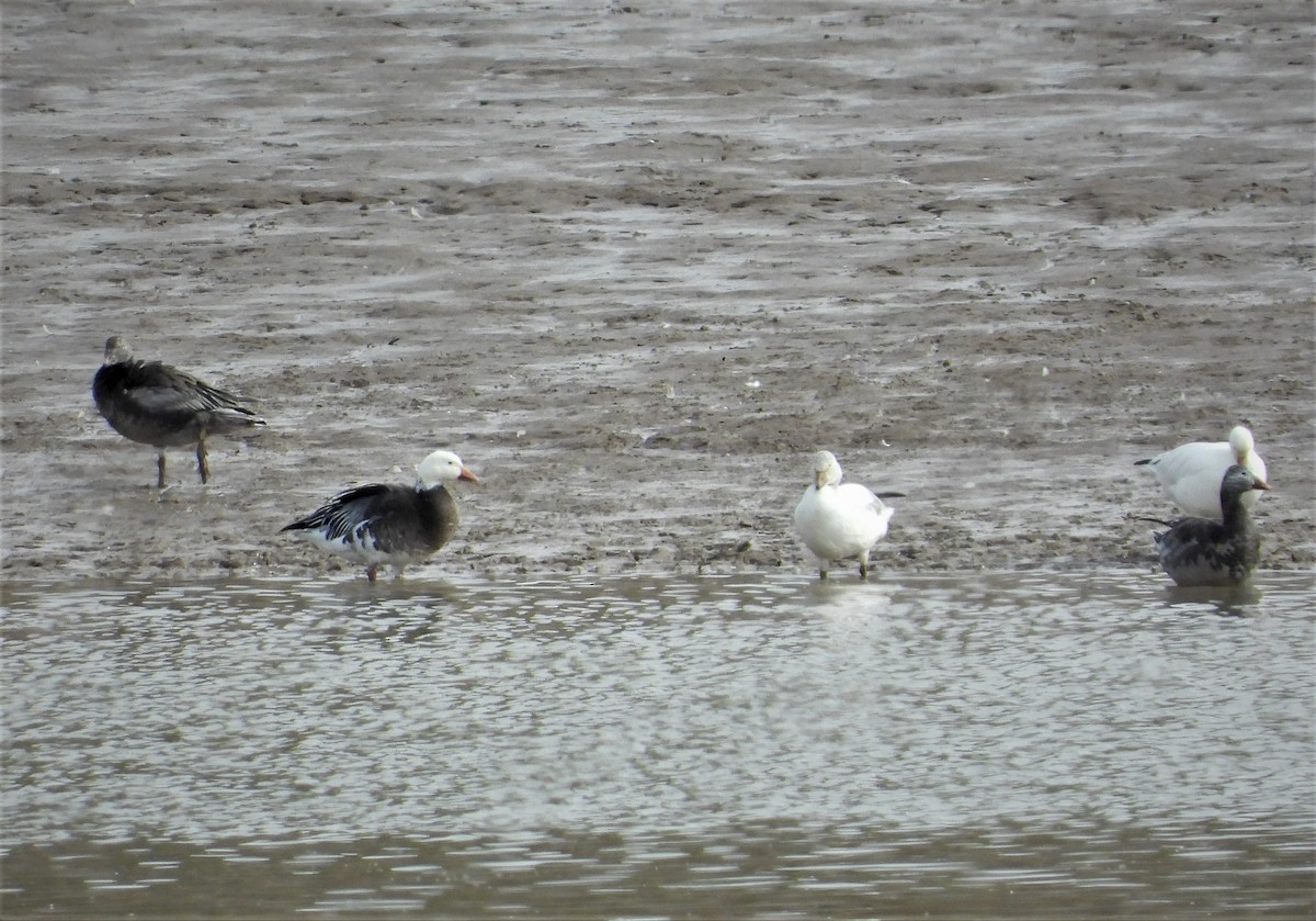 Snow Goose - Lori Shuler