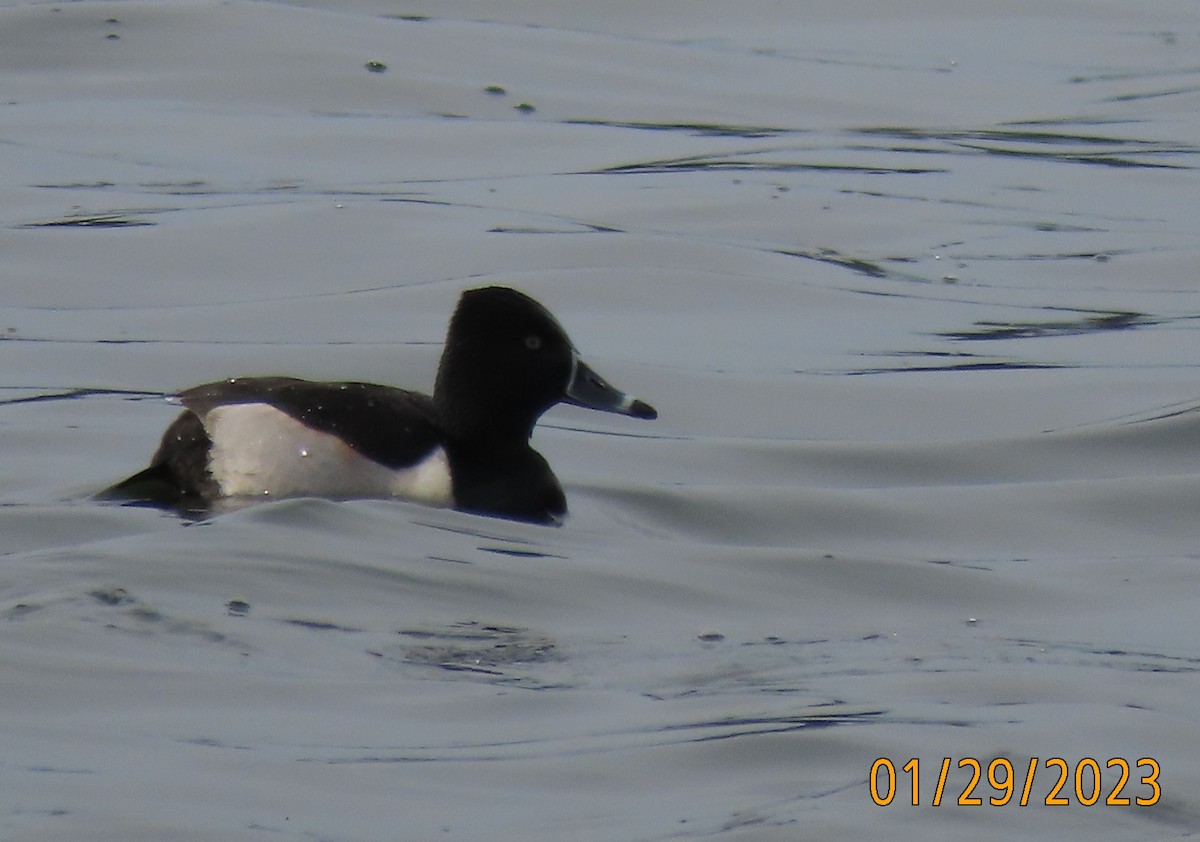 Ring-necked Duck - ML529596741