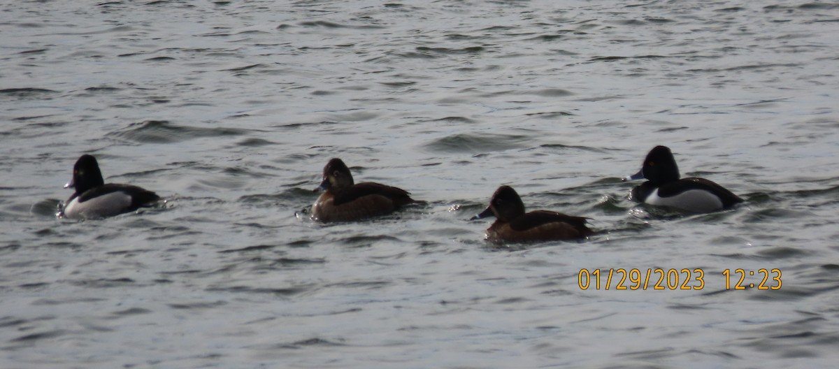 Ring-necked Duck - ML529596751