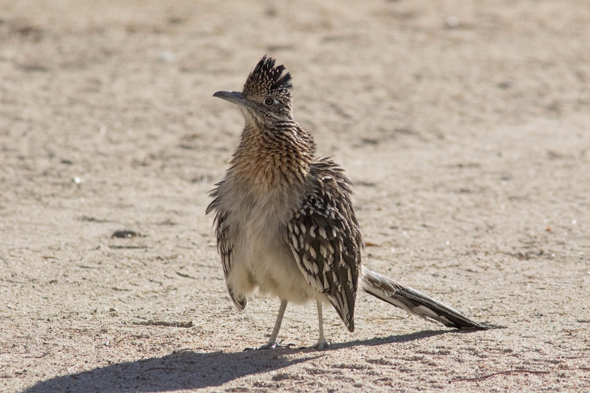 Greater Roadrunner - ML529596781