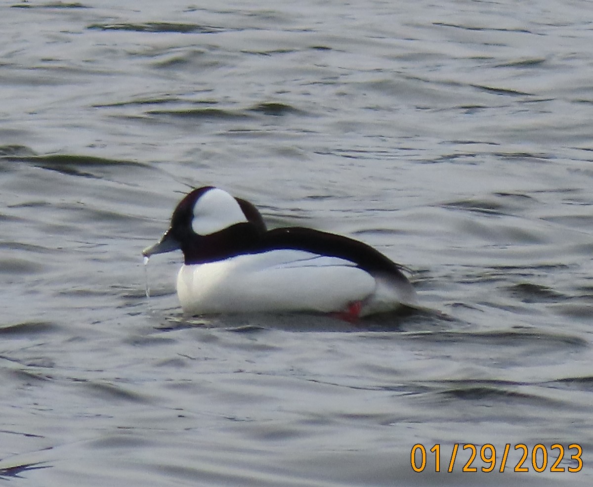 Bufflehead - ML529596851