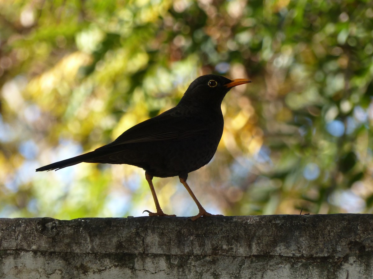 Chiguanco Thrush - ML529597001