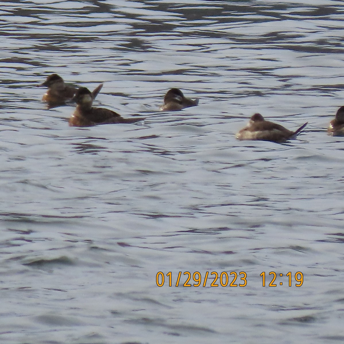 Ruddy Duck - ML529597081