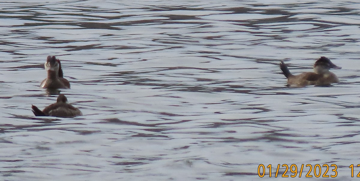 Ruddy Duck - ML529597091