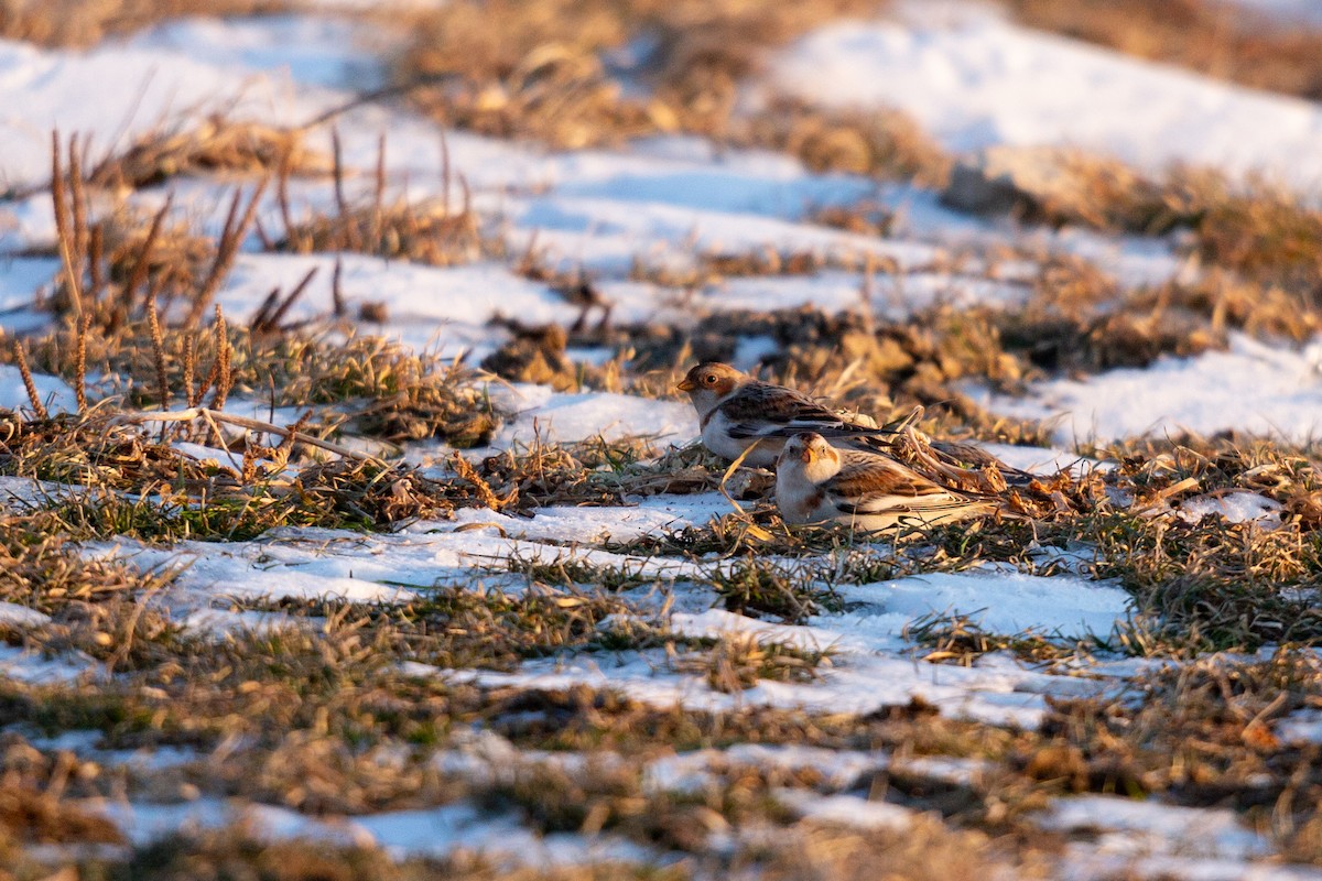 Snow Bunting - ML529597391