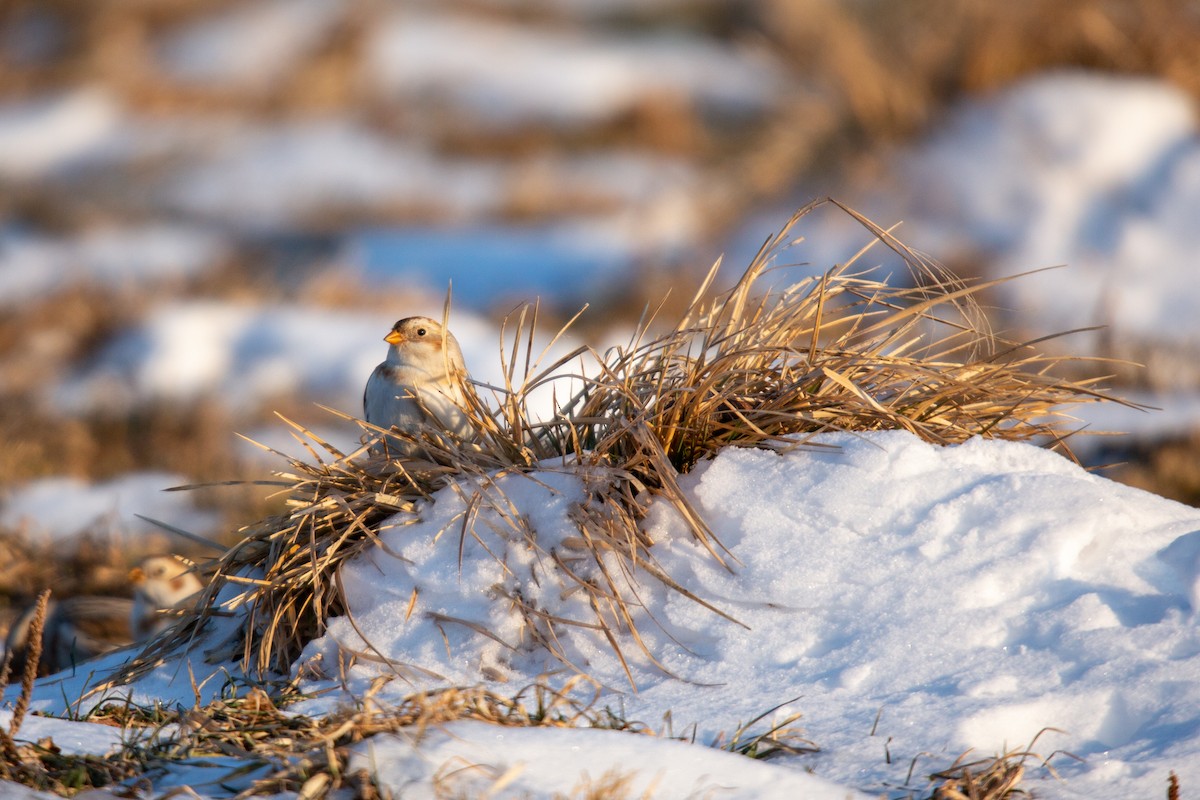 Snow Bunting - ML529597411