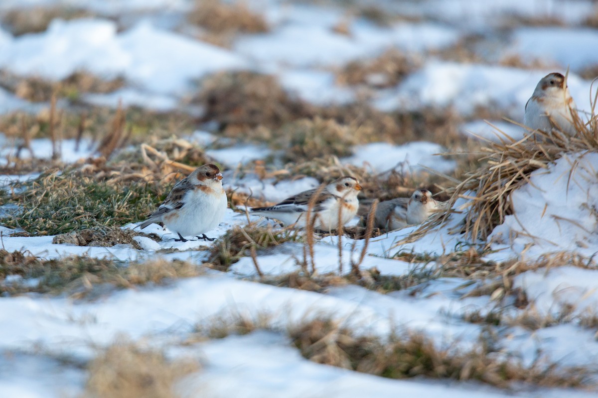 Snow Bunting - ML529597421