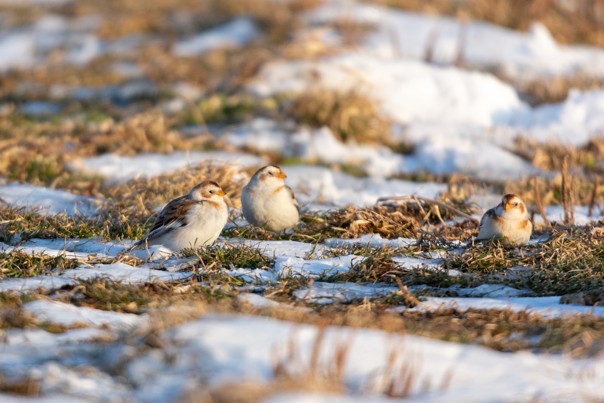 Snow Bunting - ML529597441