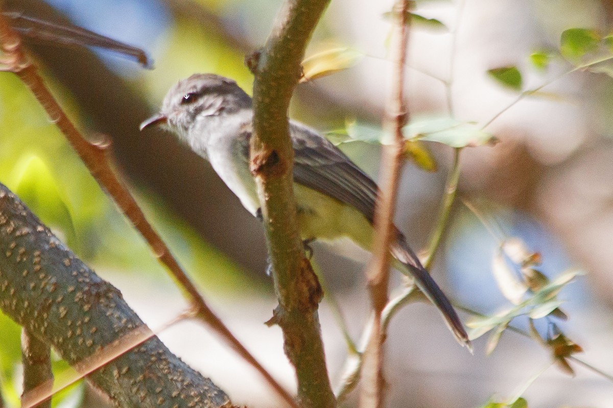 Northern Scrub-Flycatcher - James Arneson