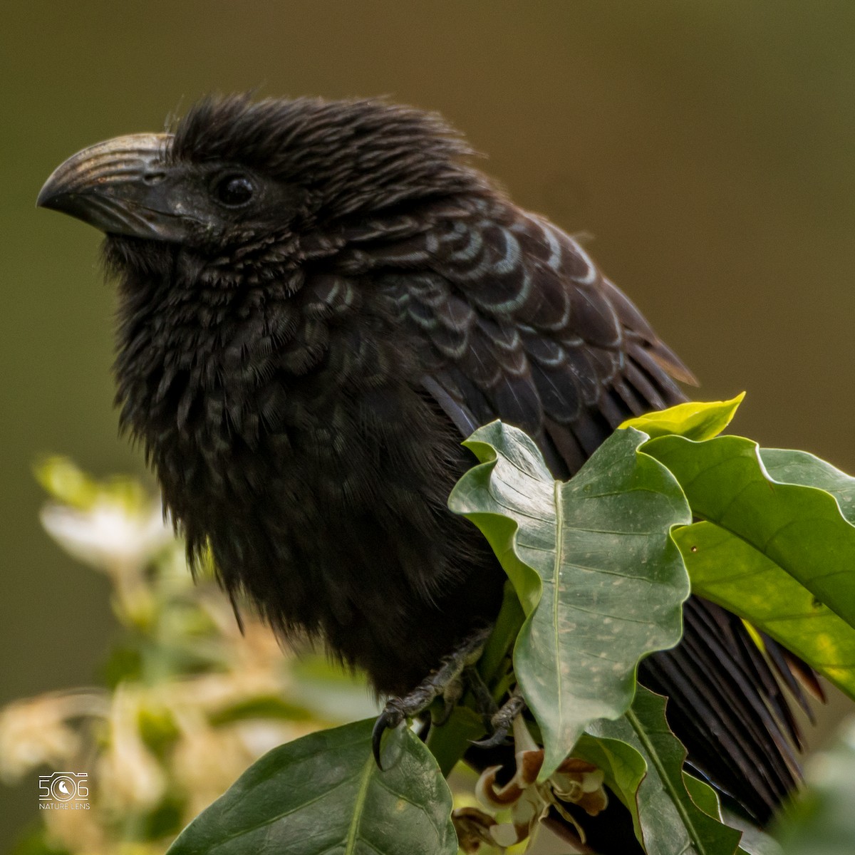 Groove-billed Ani - Juan Manuel Millán Granados