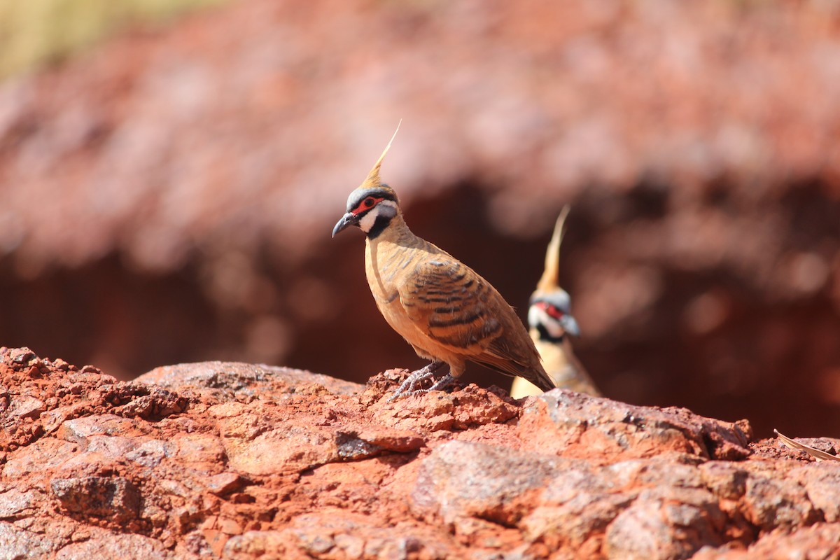 ショウキバト（ferruginea） - ML529598711