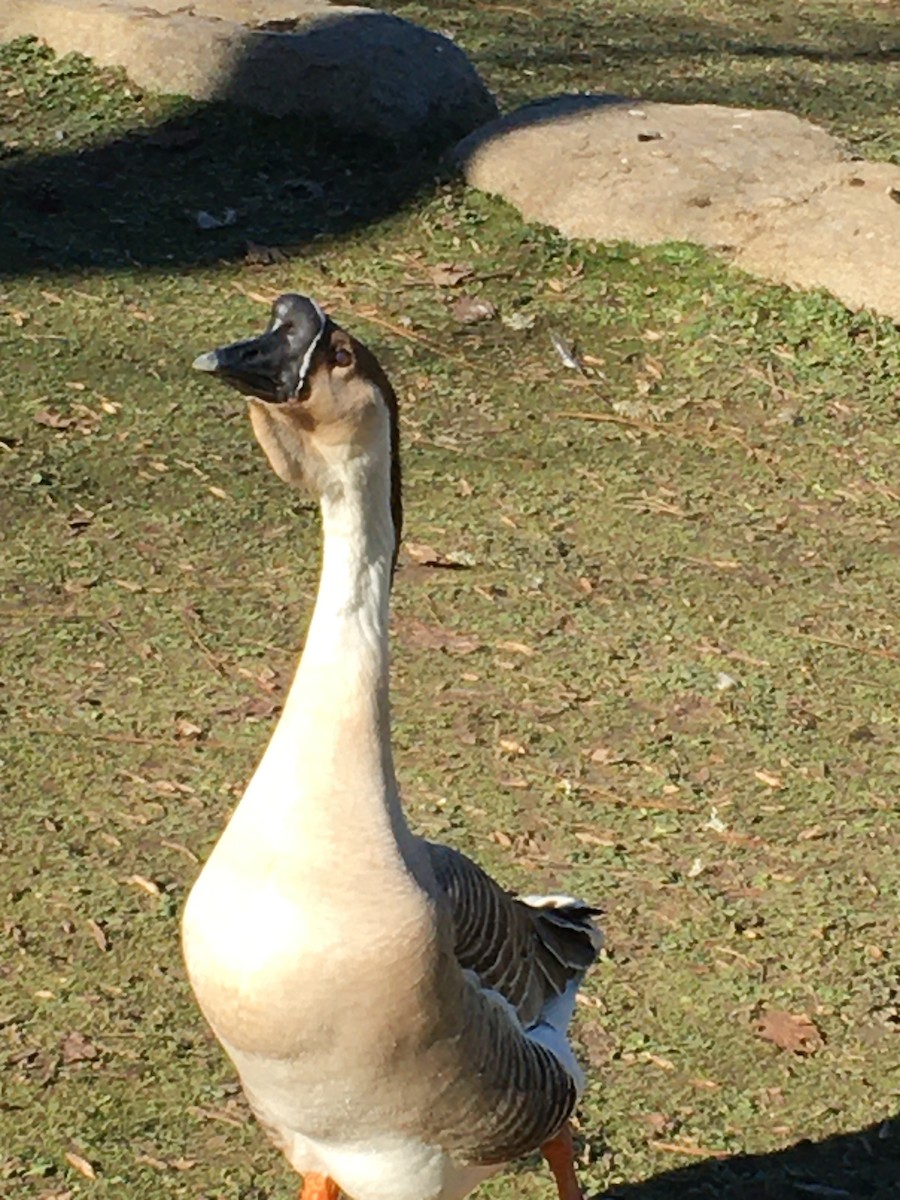 Swan Goose (Domestic type) - ML529599201