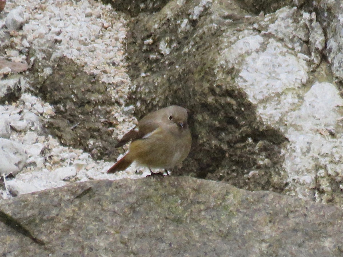 Daurian Redstart - ML52960051