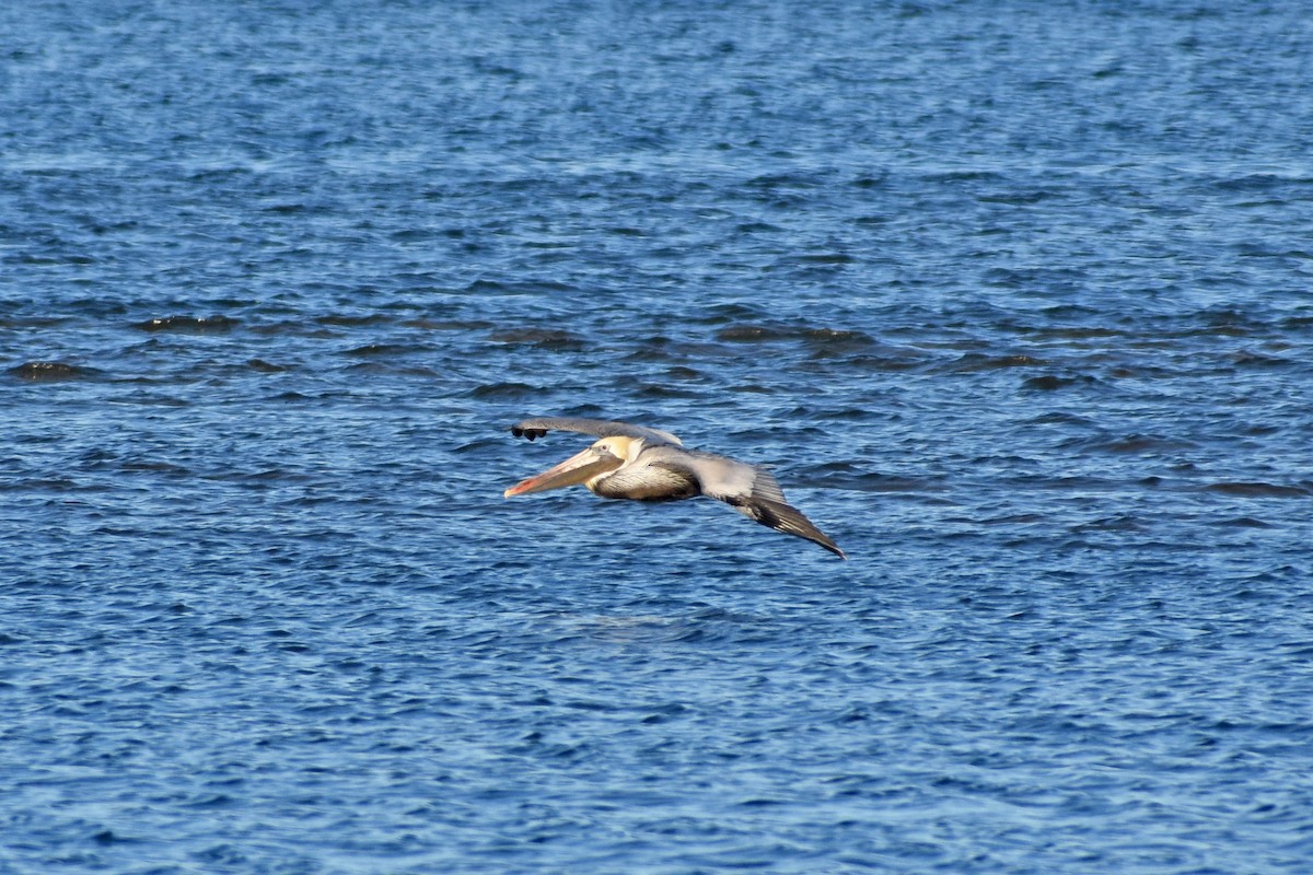 Brown Pelican - ML529600651