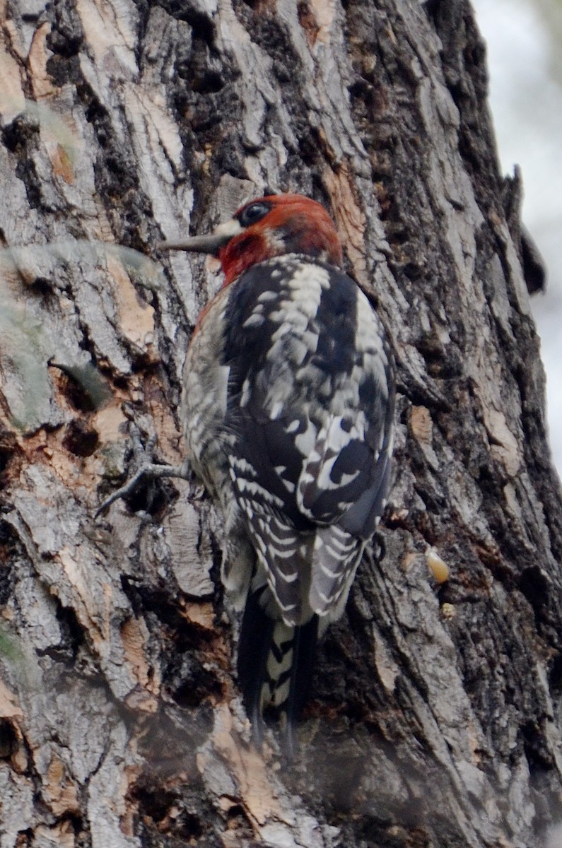 Red-breasted Sapsucker - ML529602751