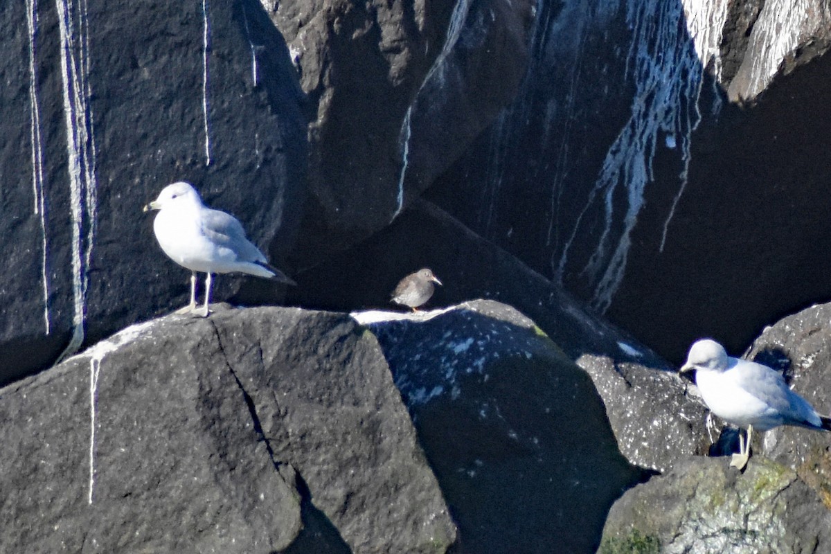 Purple Sandpiper - ML529603181