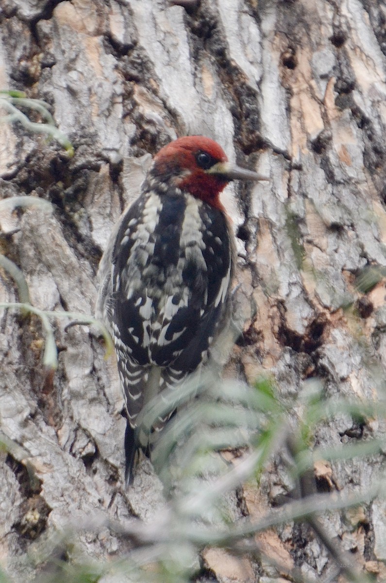 Red-breasted Sapsucker - ML529603901