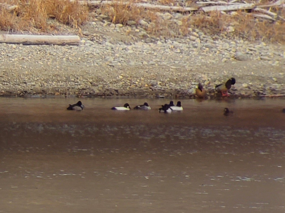 Greater Scaup - ML529605931
