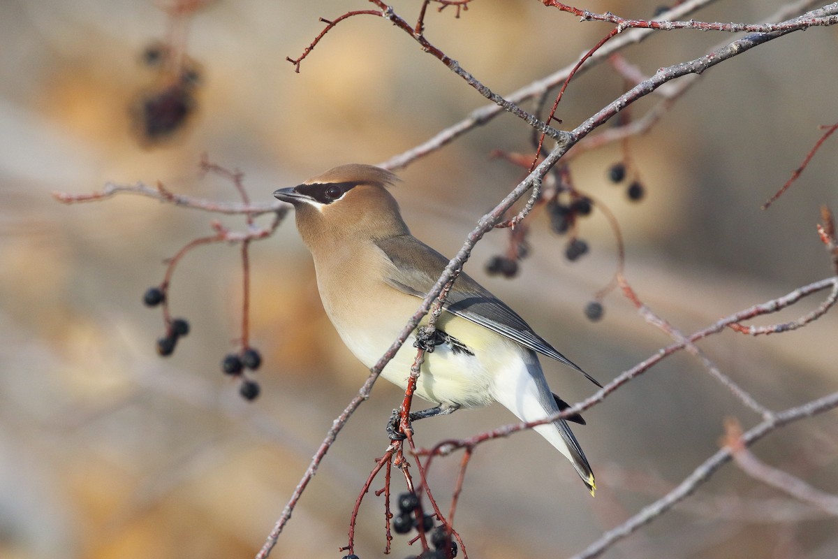 Cedar Waxwing - ML529606731