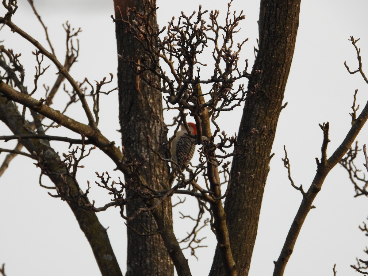 Red-bellied Woodpecker - ML529607361