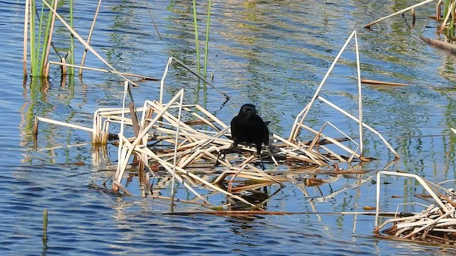 Boat-tailed Grackle - ML529607411