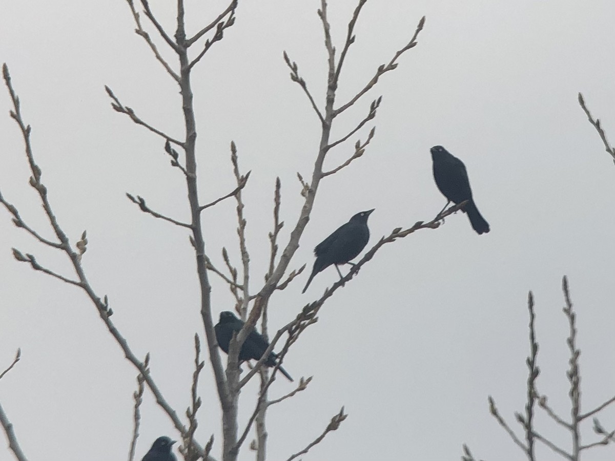 Brewer's Blackbird - ML529608321