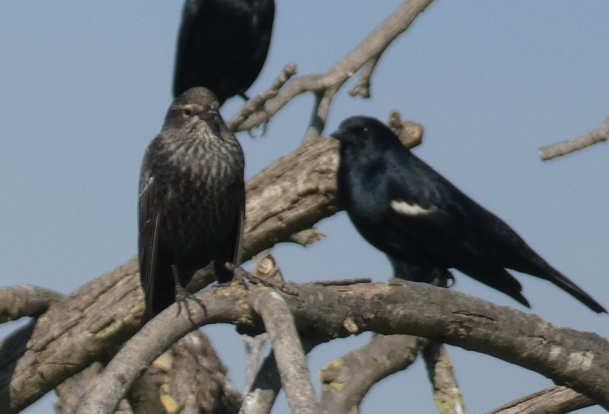 Tricolored Blackbird - Crima Pogge