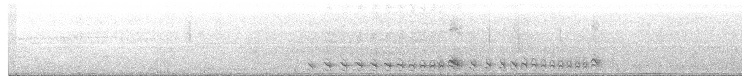 båndmaurvarsler (doliatus gr.) - ML529609181