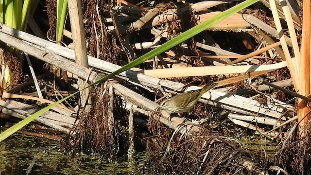 Palm Warbler - ML529609511