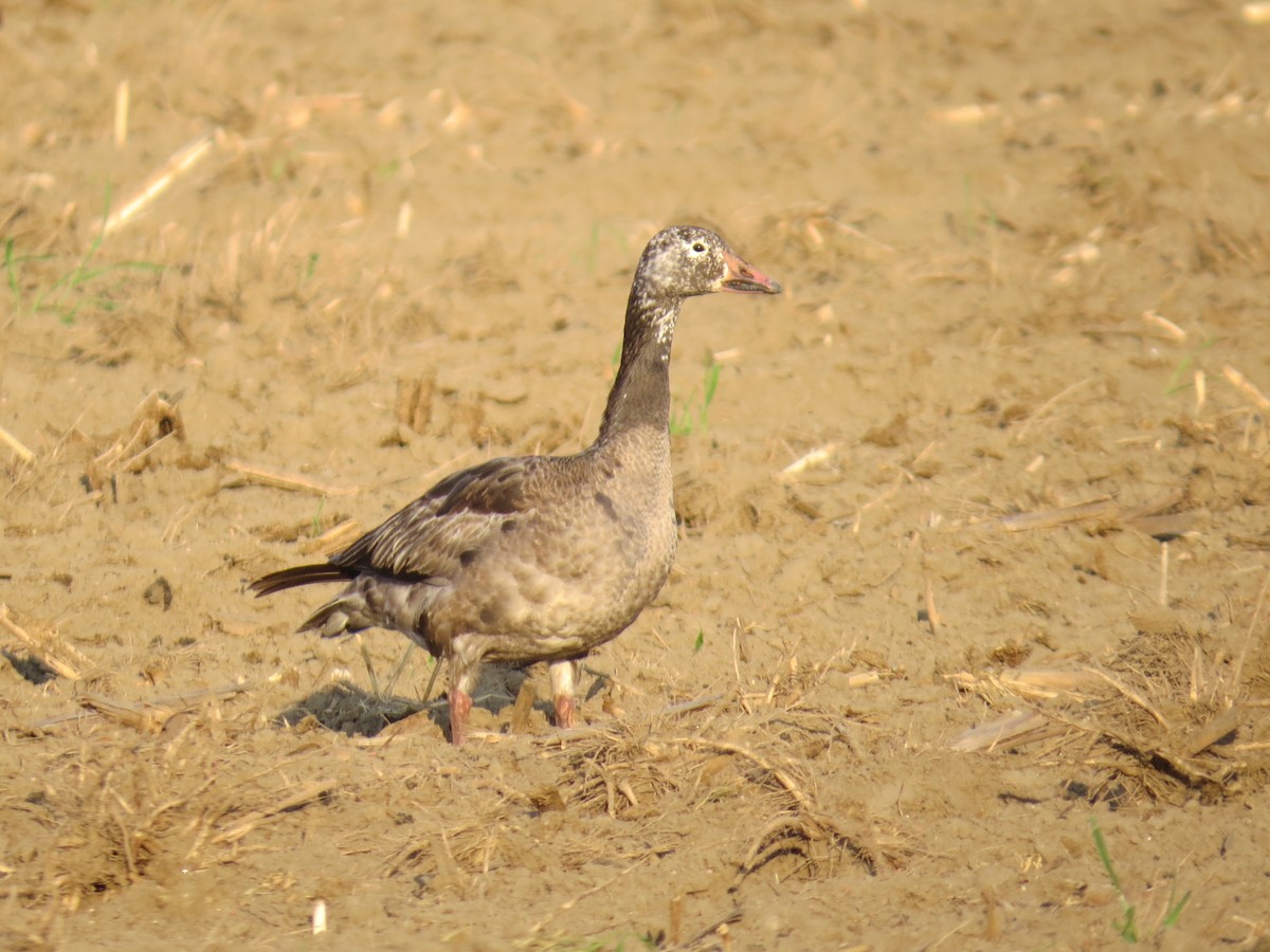 Snow Goose - ML529610041