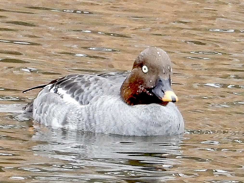 Common Goldeneye - ML529610451