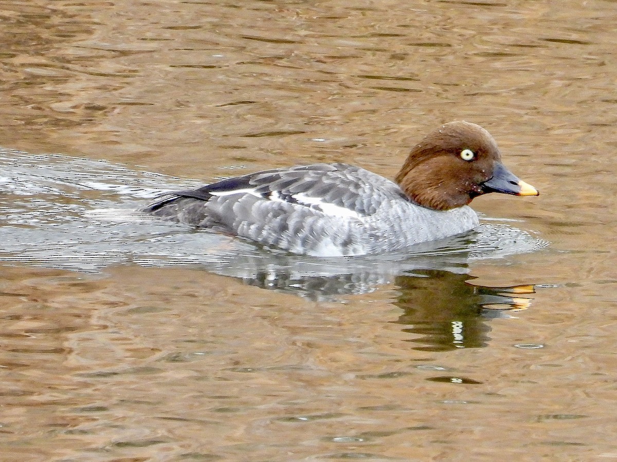 Common Goldeneye - ML529610461