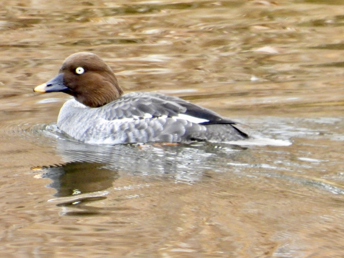 Common Goldeneye - ML529610671