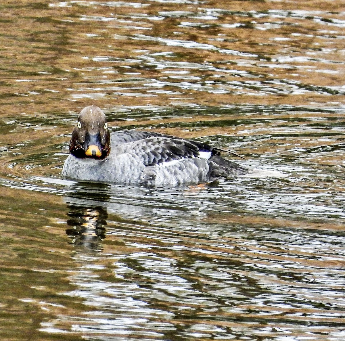 Common Goldeneye - ML529610681