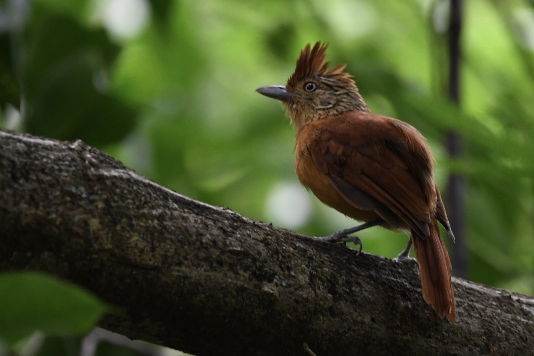 Barred Antshrike (Barred) - ML529610711