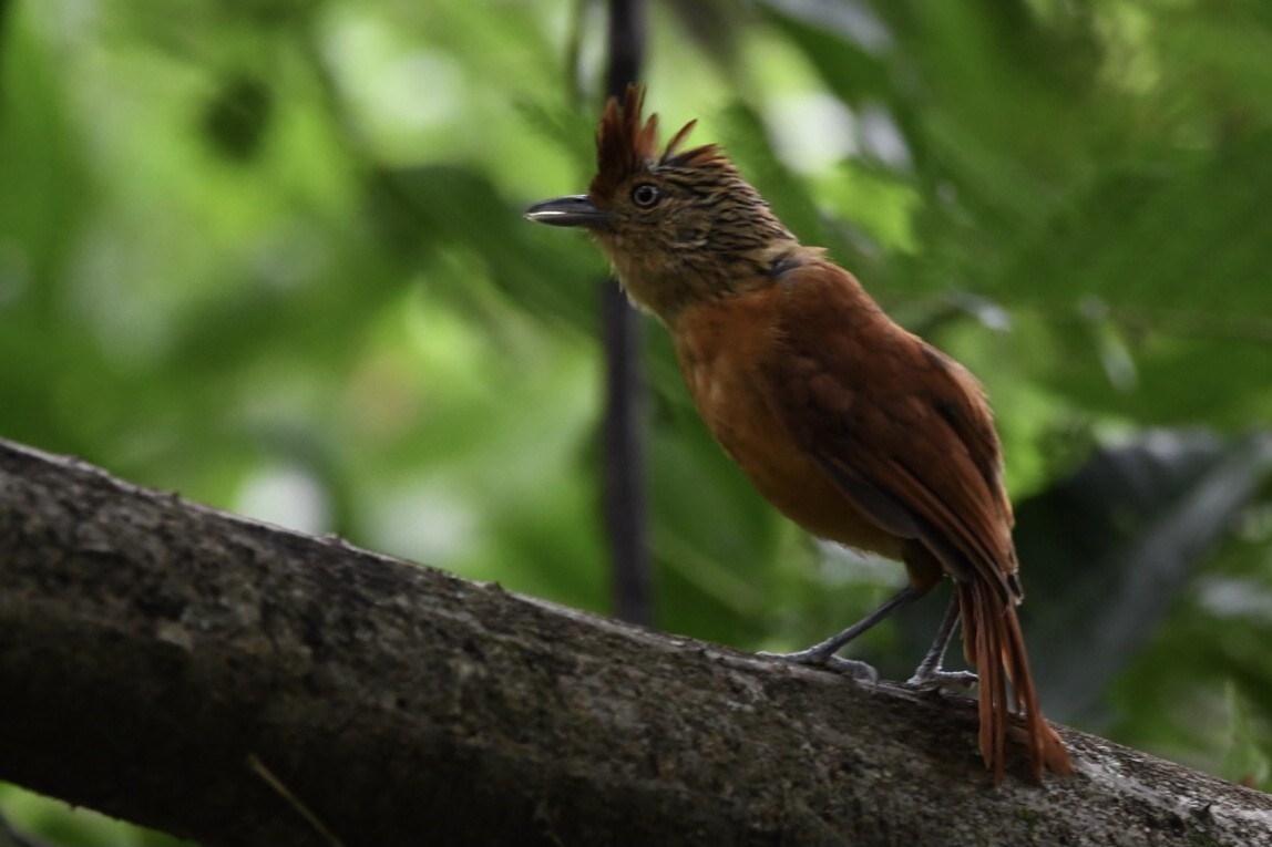 Barred Antshrike (Barred) - ML529610731