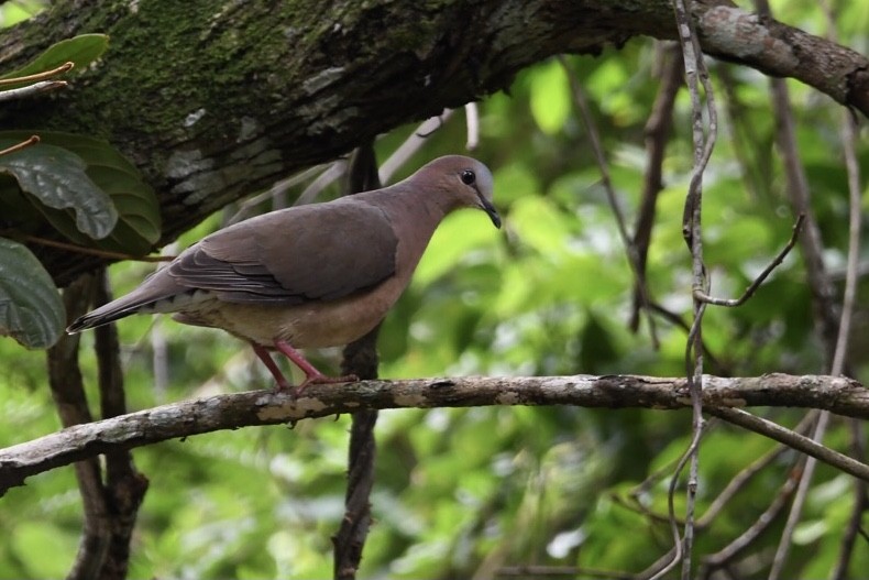 Gray-fronted Dove - Mario Campagnoli