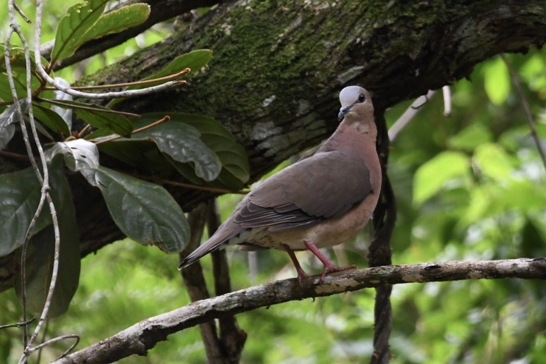 Colombe à front gris - ML529611031