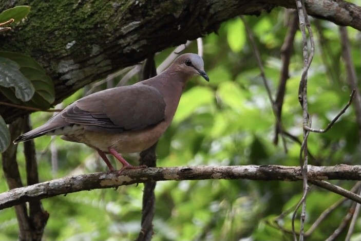 Colombe à front gris - ML529611041