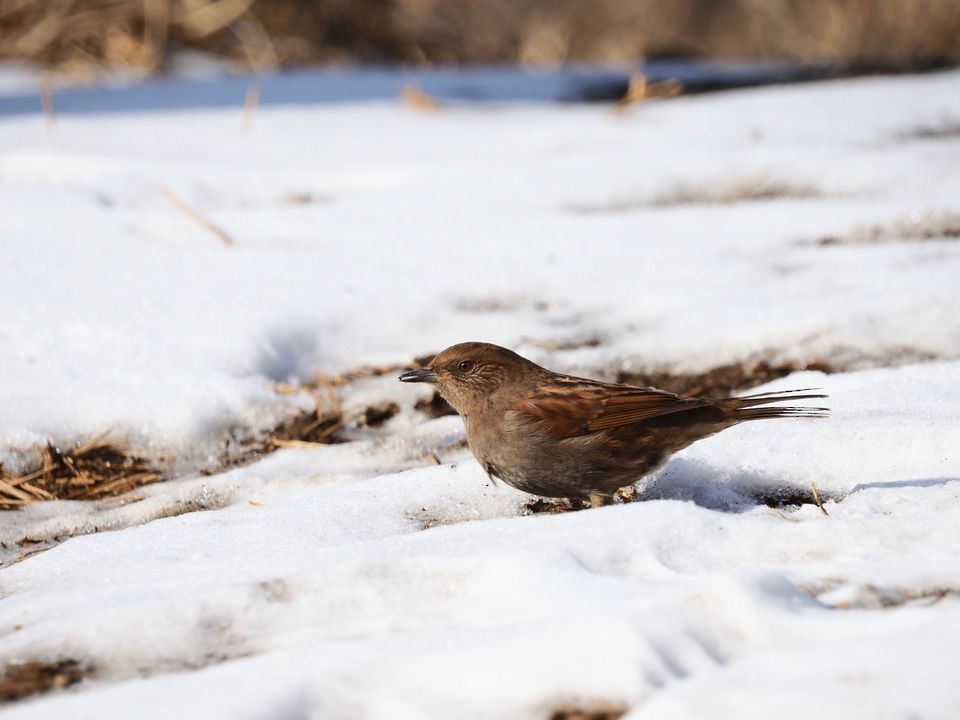 Japanese Accentor - Koji ICHIYAMA