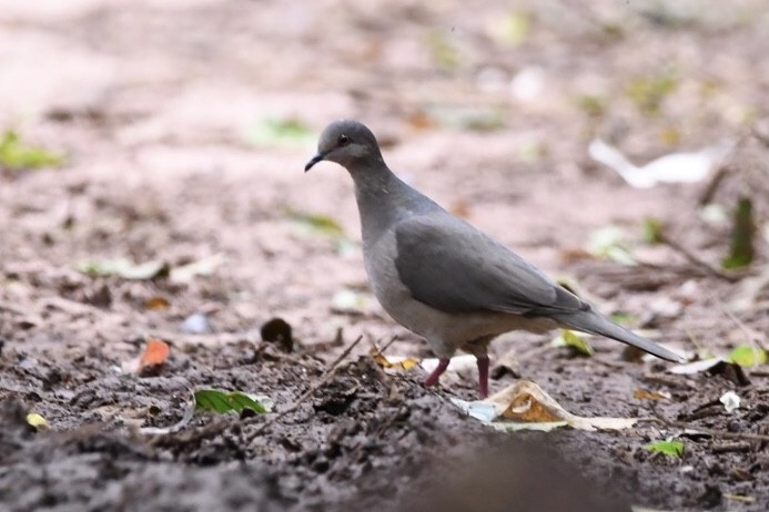 White-tipped Dove - ML529611281